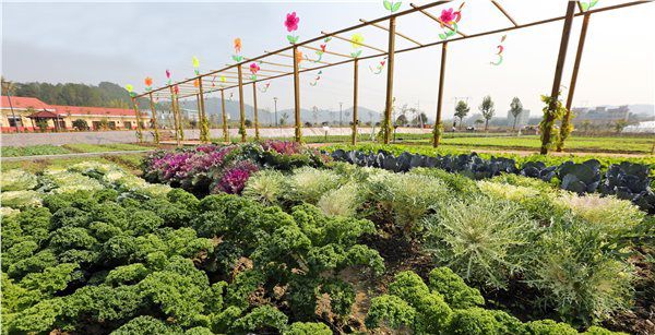 梅州市扎實推進現(xiàn)代農業(yè)產(chǎn)業(yè)園建設