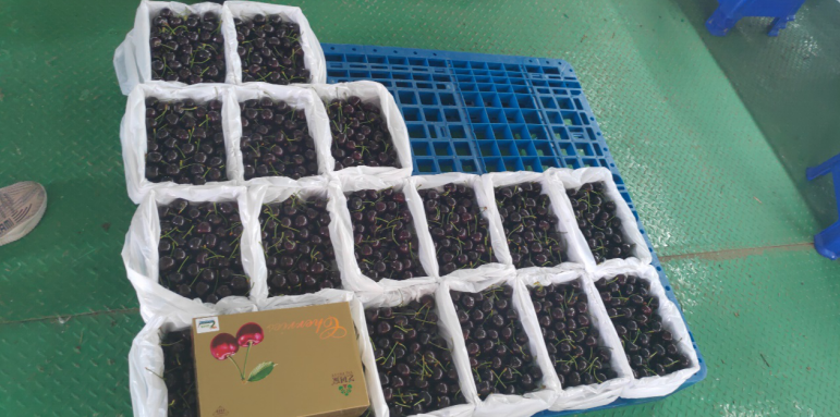 補足短板，迎頭趕上—瓦房店國家現代農業產業園再出發