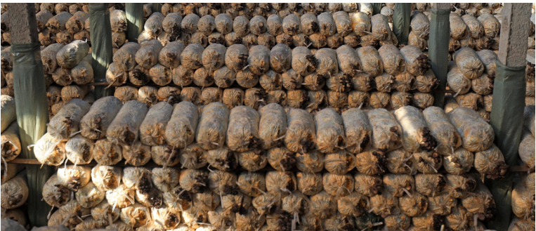 加強農業產業布局規劃，民樂縣向農業強縣進發